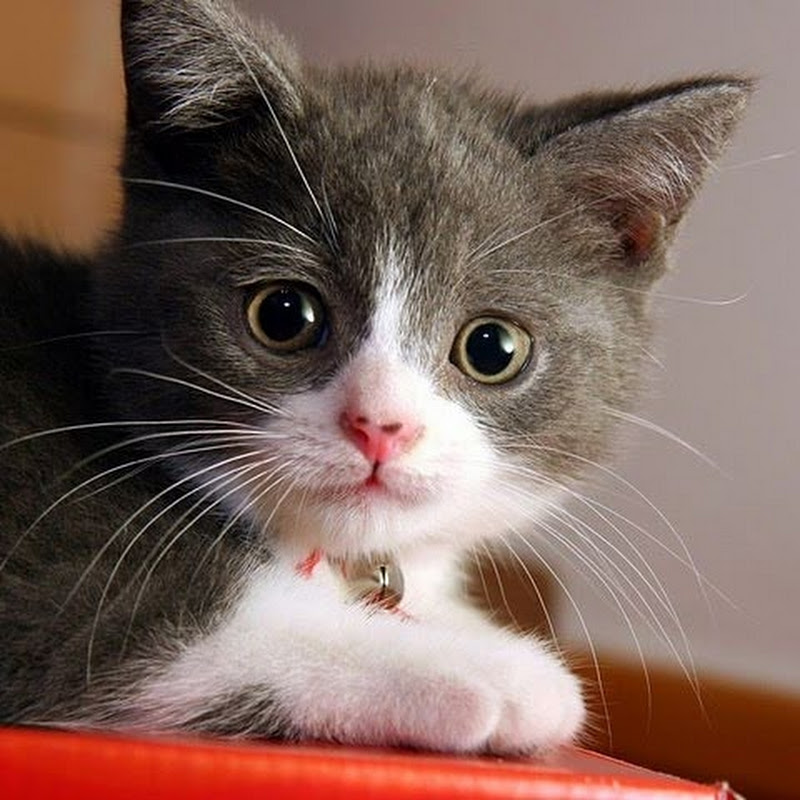 2ndGreyCatz