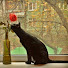 T0ZOO2XSwe8-channel-avatar-La contessa Habanera