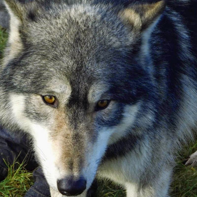 WiseWolf icon