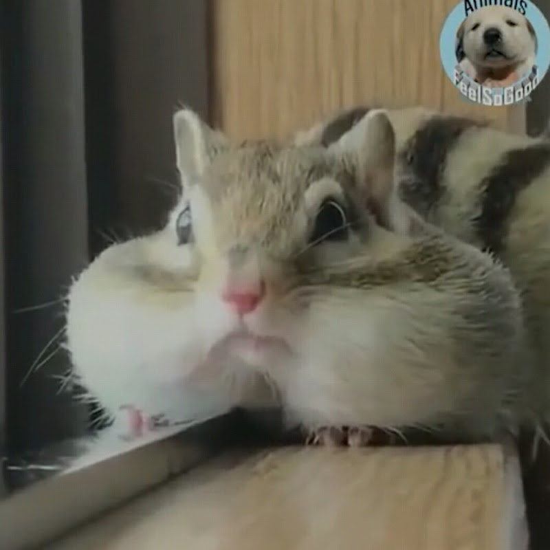 바람쥐