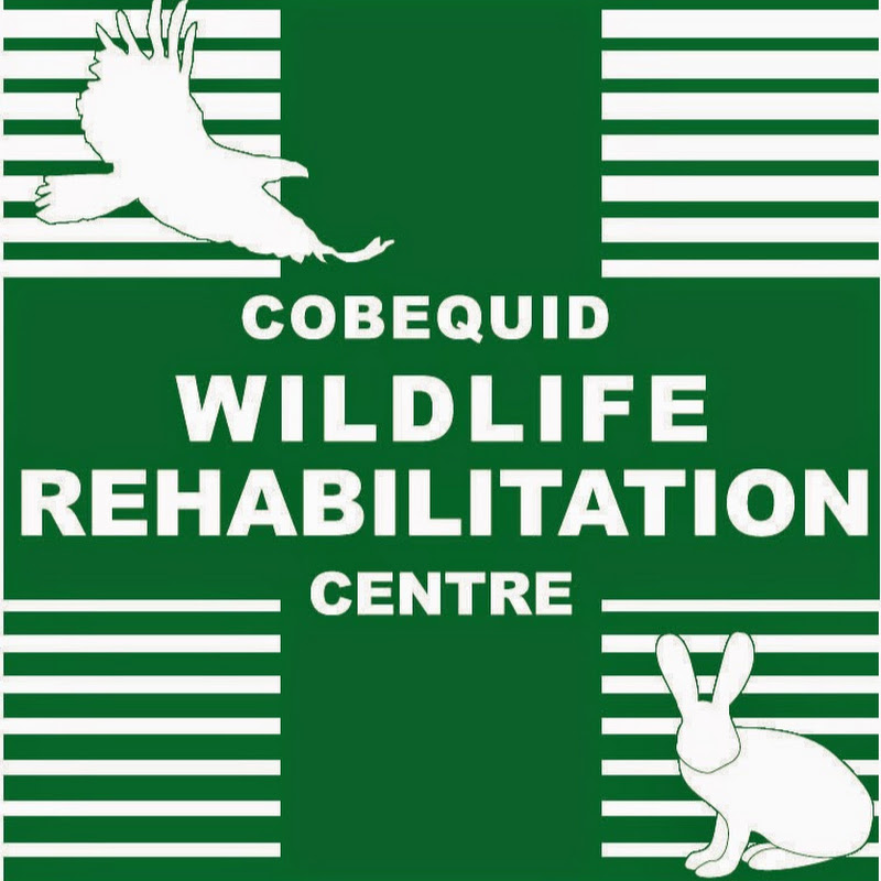 CobequidWildlife avatar