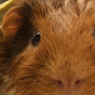 Guineapig Sparky logo