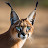 @glad2balive Avatar