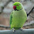 @FreedomforParrots