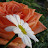 Bellis Perennis