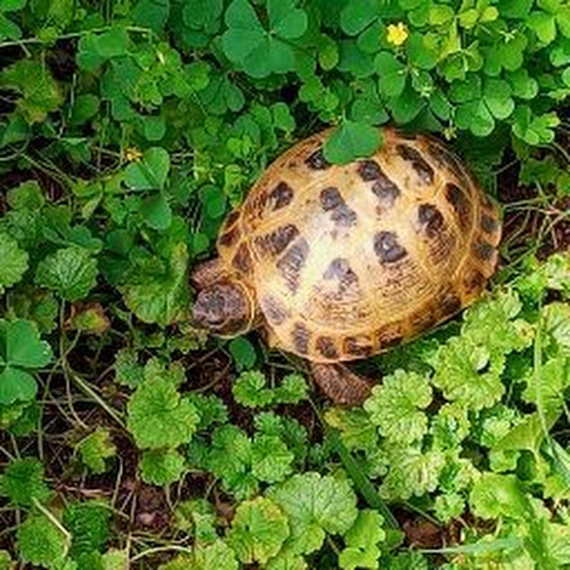 sir tortoise