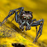 kknVSZDRTbQ-channel-avatar-Riviera Macro