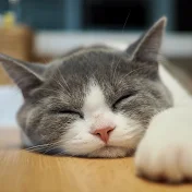 まるふく仲良し生活[はじめての猫ちゃん]