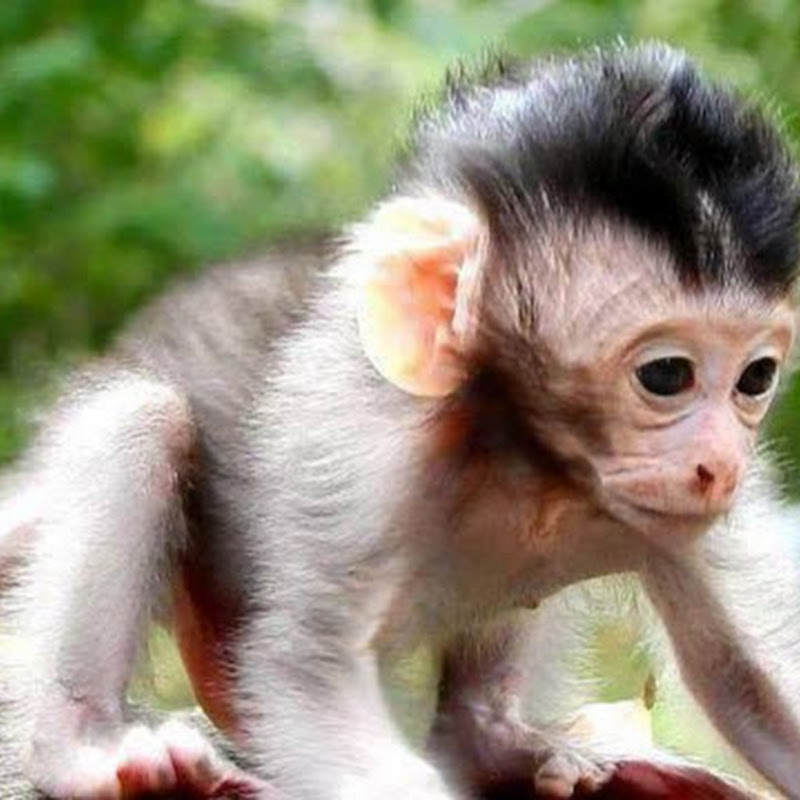 Monkey Wildlife icon