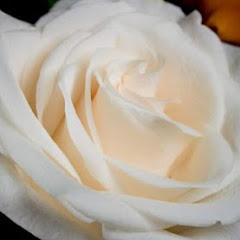 White Rose Zodiac Readings Image Thumbnail