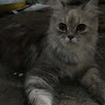 Автор