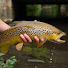 WSwzV--cJIM-channel-avatar-Chalkstream Fly