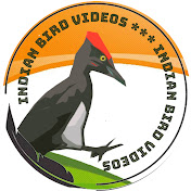 Indian Bird Videos