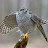 @goshawk_fly