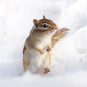 北狼ブログ