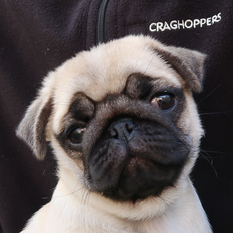 That Pug Pablo & Co icon