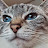 @BradFerrington Avatar