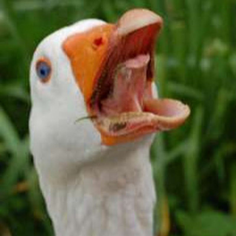 Goose Face