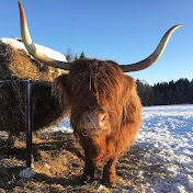 Highland Cattle of Saarela