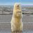 @po1arbear