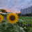 @형아이-u7s