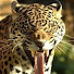 BNHrdKXeWj0-channel-avatar-That. Cheetah