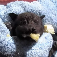 PeelBat