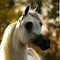 _zs0hRbDSYU-channel-avatar-عمر الشريف - Omaralya7ya