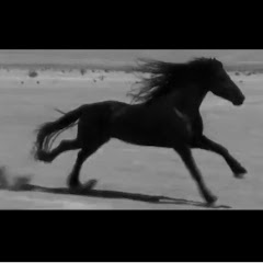 MadHorse