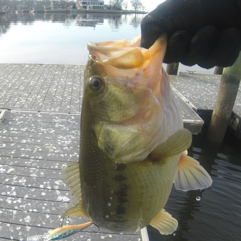 East Coast Fish Whisperers icon