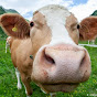 Muuu
