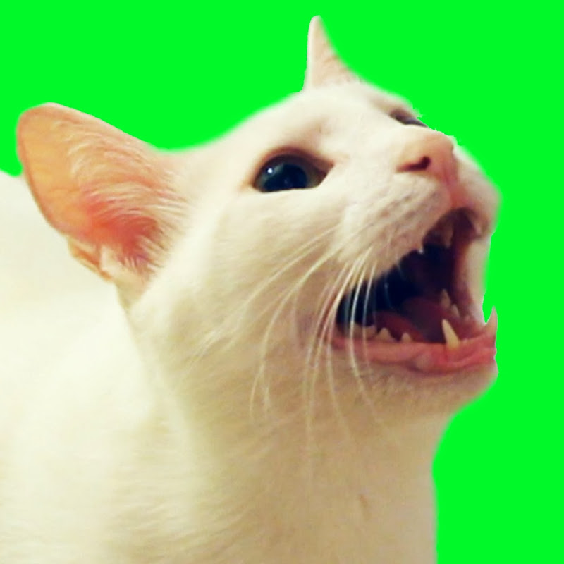 CatsCovers