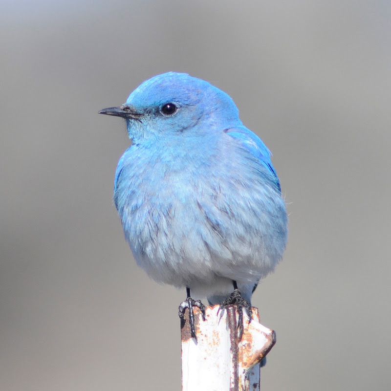 Little Bluebird