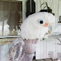 Griffi The Dancing Cockatoo