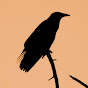 Crow the MtF Bro logo