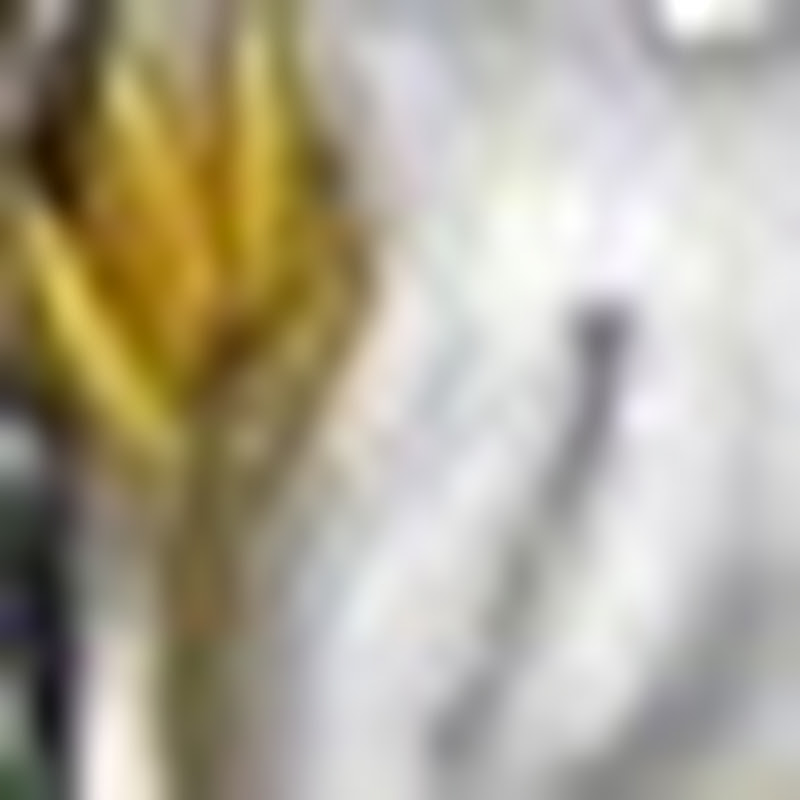 Bard Therony (Bard Therony)
