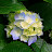 @digitalis9658