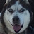 @bonohusky7849 Avatar