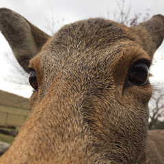 ヤケタタケヤブ