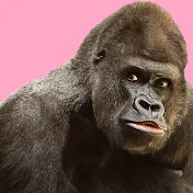 香月はるかのゴリラちゃんねる