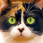 SlivkiShow Net Worth