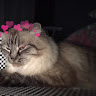 Автор