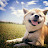 Shibainu Takanori Awesome Channel 【NY北部に住む柴犬とママちん】