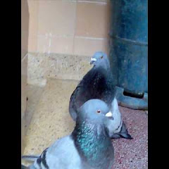 9abona