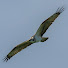 755ggaw9OmU-channel-avatar-wildfisher