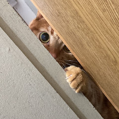 コメデター