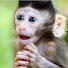 Tx0hIdtWHO0-channel-avatar-Lover Monkey Home