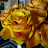 @sherylseaman8525