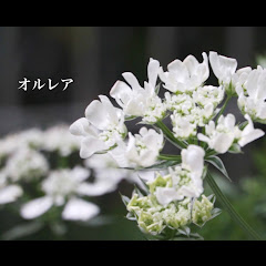小さな庭のある暮らしアイコン画像