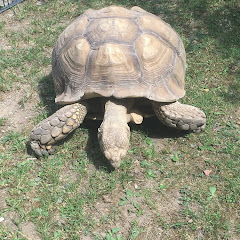 Tortoises And Exploring
